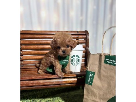 Maltipoo aşıklarının aradığı o yavrular
