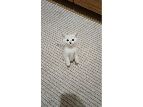 British shorthair dişi silver shaded