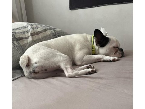 Kısırlaştırılmış french bulldog