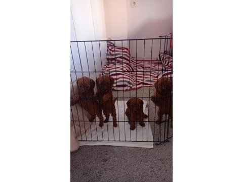Anne altından, ırk garantili red brown poodle