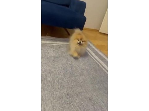 Erkek eğitimli pomeranian boo