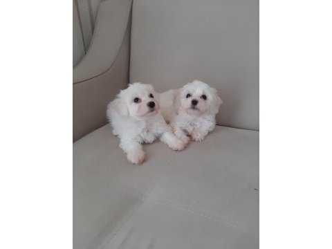 Maltese terrier yavru