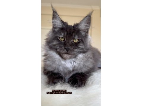 Her ile bizzat teslim anne ve baba şampiyon maine coon