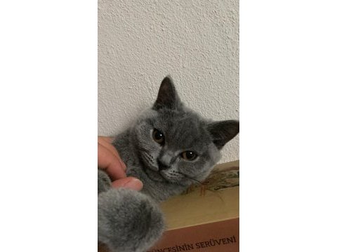 Dişi british shorthair