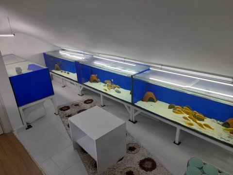 Toplu sahiplendirme tropheus