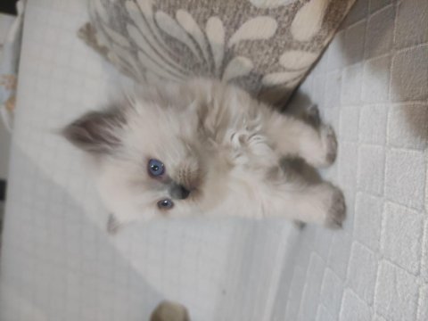 Blue point british shorthair