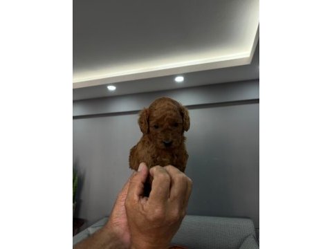 Toy poodle erkek