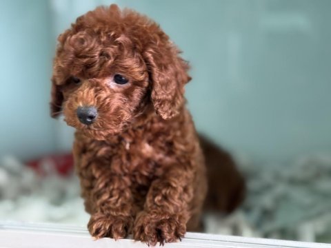 Show kalite tea cup kore toy poodle ziyarete açık