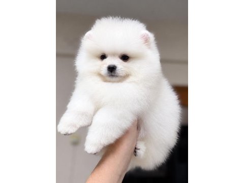 Kusursuz karbeyaz pomeranian boo