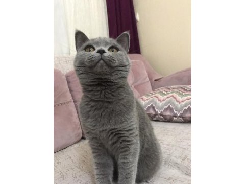 British shorthair