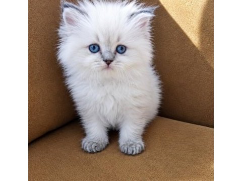 British longhair golden