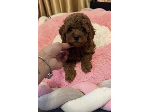 Toy poodle köpeğimiz