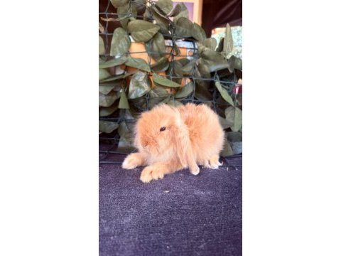 Hollanda lop ve cüce tavşanlar