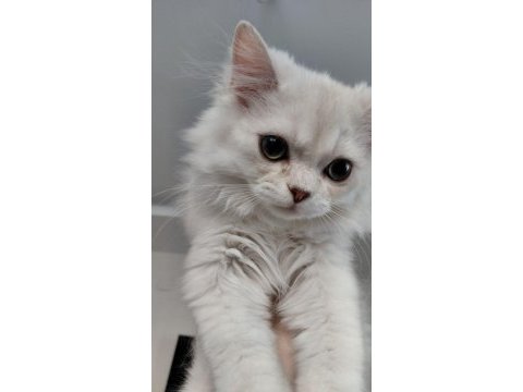 Yavru british longhair