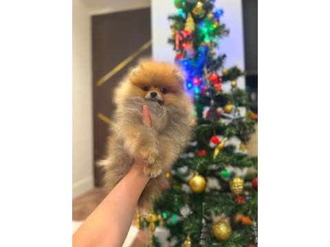 Dişi erkek pomeranian bebekler