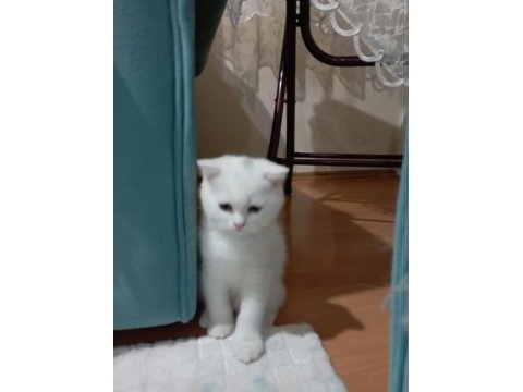 Scottish fold dünyalar tatlısına yuva kar beyaz