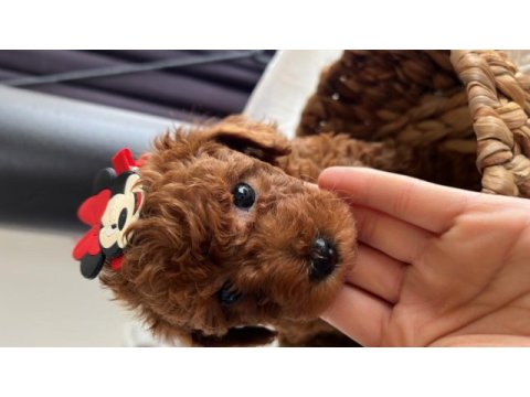 Ömür boyu ırk garantisi ve tam toy poodle