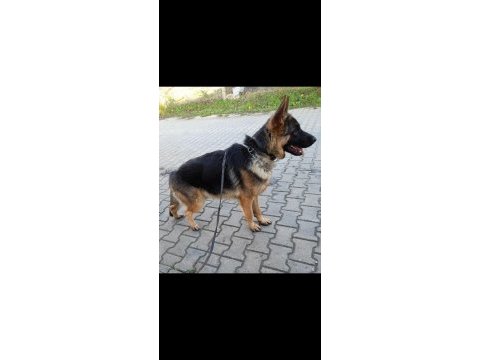 Show kalite şecereli alman kurdu yavrumuz