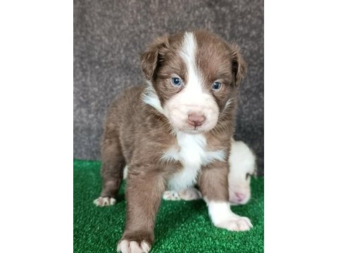 Border collie yavrularımız