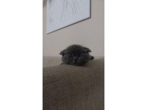 2 aylık sağlıklı hareketli scottish fold