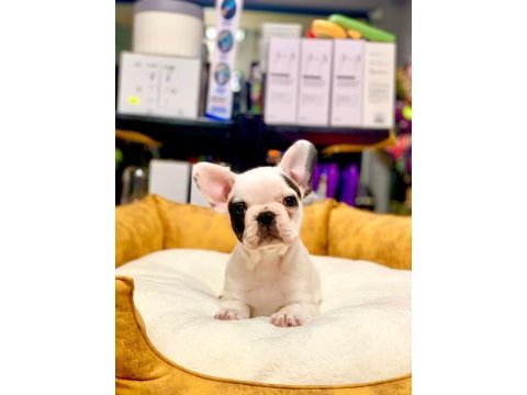 Eşsiz güzellikte orjinal safkan french bulldog yavrular