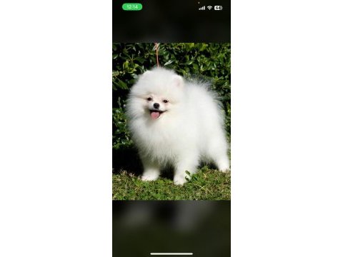Safkan ayı suratlı pomeranian boo köpekler