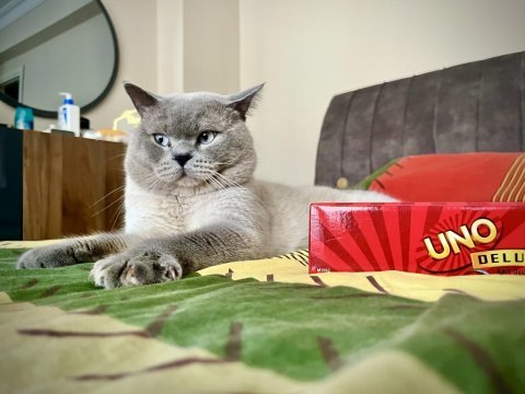 2 yaş tecrübeli british shorthair oğlumuza eş