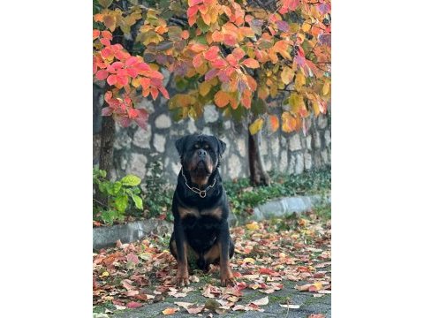 Full eğitimli rottweiler koca kafa erkek