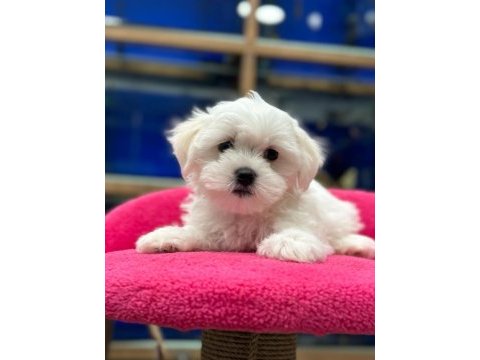 Kar beyaz maltese