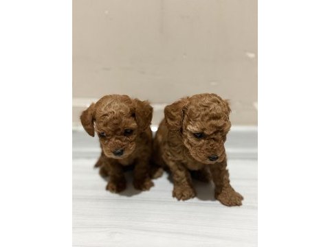 Toy poodle bebekler