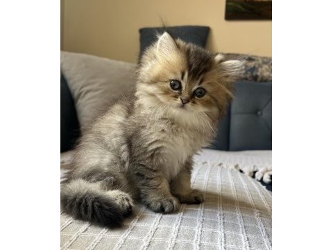 Safkan british longhair yavrular