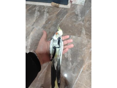 Ful evcil el besleme ısırmaz sultan papağanı