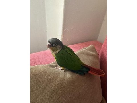Full evcil konur papağanı