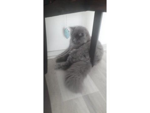 British longhair erkek