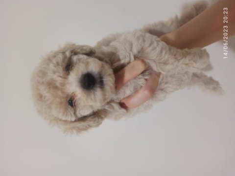 30 nisan doğumlu bebeklerim toy poodle