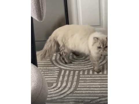 Beyaz uysal kedimiz çok tatlı bir yüzü var