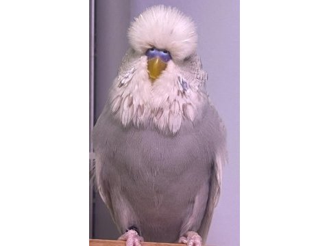 Sağlıklı bakım ve kürleri tam show jumbo muhabbetler