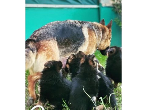 Safkan a kalite alman çoban köpeği yavrusu