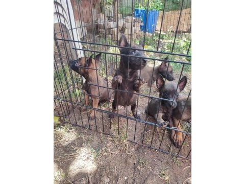 Kara kafa malinois bebekler