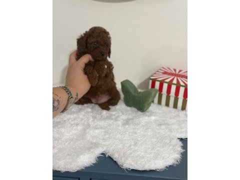 Poodle dişi erkek yavru