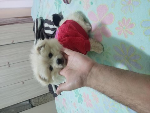 Pomeranian dişi yavrumuz