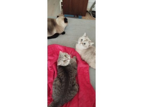 Yetiştirici olmak isteyenlere erkek ve dişi scottish fold