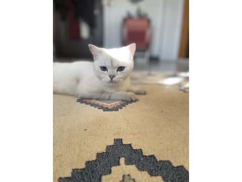Kedim boncuğa acil yuva arıyorum