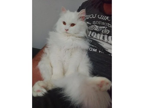 British longhair 1 yaşında