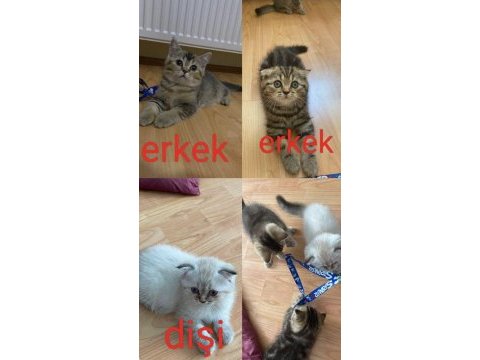 Safkan scottish british bebeklerim