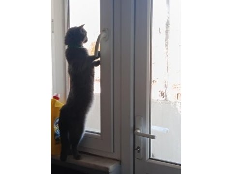 Kedimiz yeni sahibini arıyor