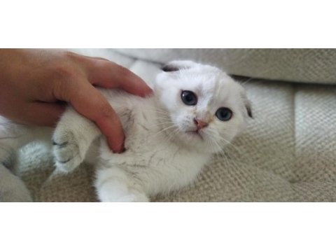 Yavru ve yetişkin scottish fold ve straight kediler