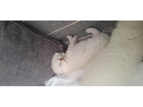 Orijinal british longhair anne babadan maviş yavru