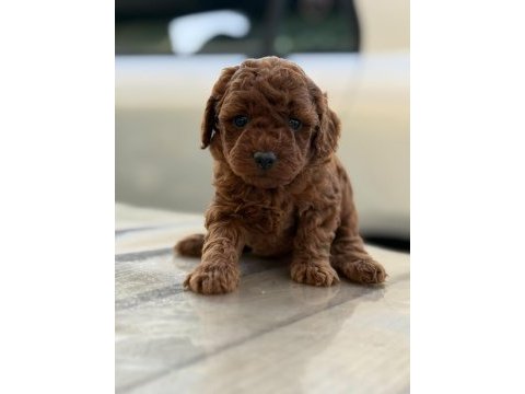 Pofuduk oyuncak gibi canlı poodle miniklerim