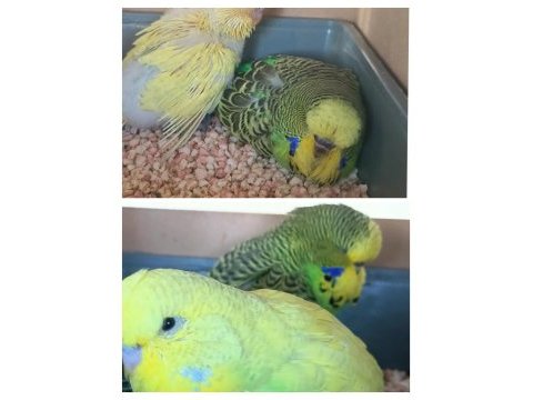 Bebek şov jumbo muhabbet kuşlar